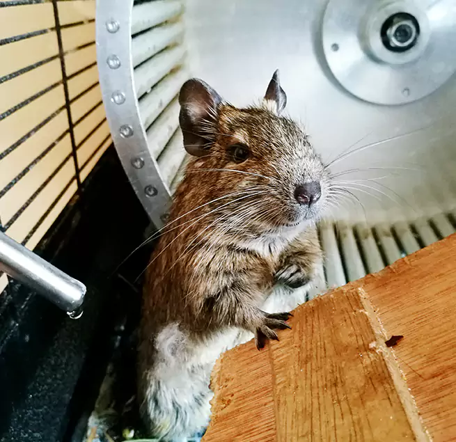 Why Homeowners & Businesses Trust Us Westmont, IL?